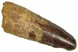 Fossil Spinosaurus Tooth - Feeding Worn Tip #353017-1